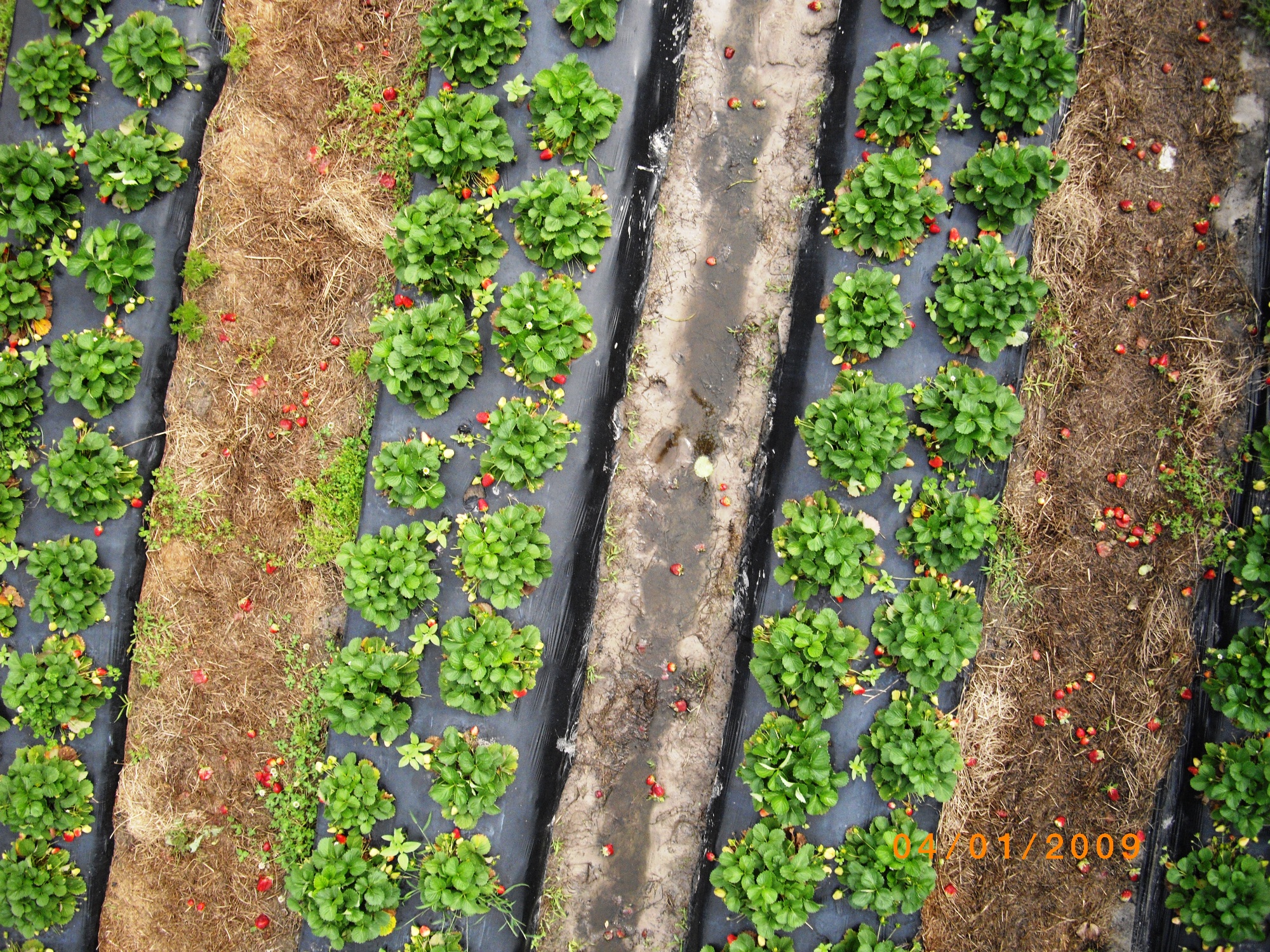 inspecting strawberries